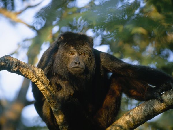 If you are lucky, you can see families of Howler Monkeys in the trees along the path. 