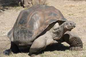 There are 10 species of Giant Tortoises in Galapagos
