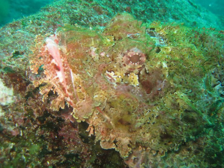The Scorpion fish is one of the world's most venomous species