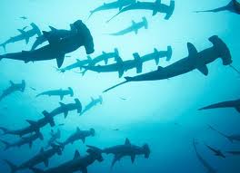 Divers are always thrilled to find large schools of Hammerhead sharks