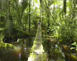 amazon-boardwalk-in-jungle