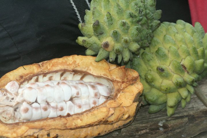 Cacao pods and Sweetsop picked from the trees in the jungle.
