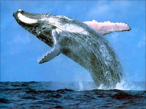 There are few sights as impressive as a breaching humpback whale