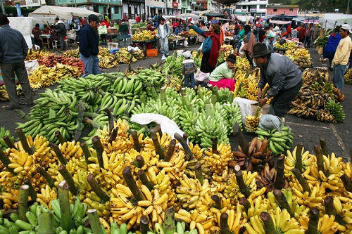 The Banana Market